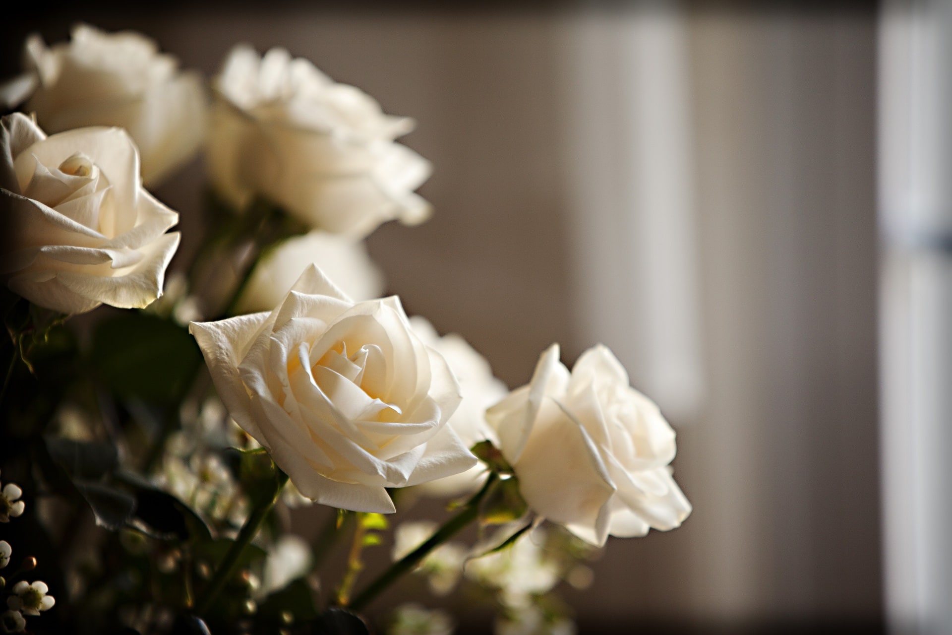 Cut white roses gathered in a flower vase on lit by window light in a home. Flowers can be used for celebrations, parties or even funerals and memorials. Cream colored roses are featured in a song from the Sound of Music.
